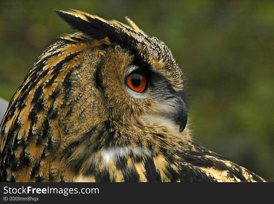 Eagle owl