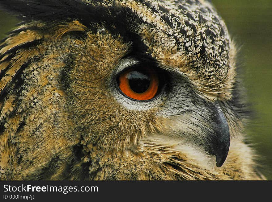 Eagle owl 3