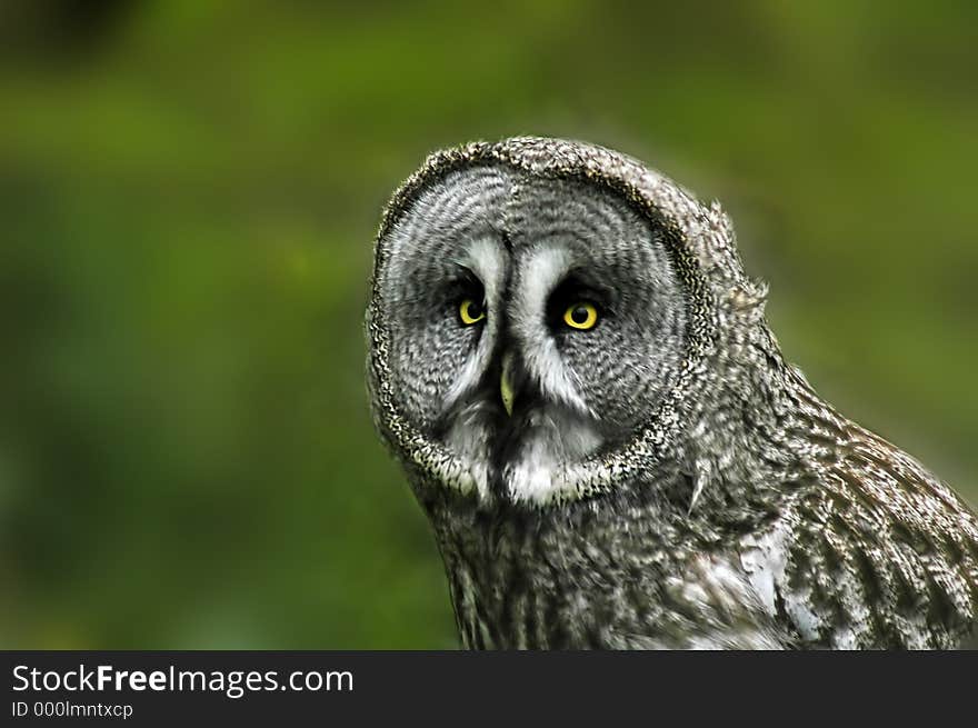 Great Grey Owl