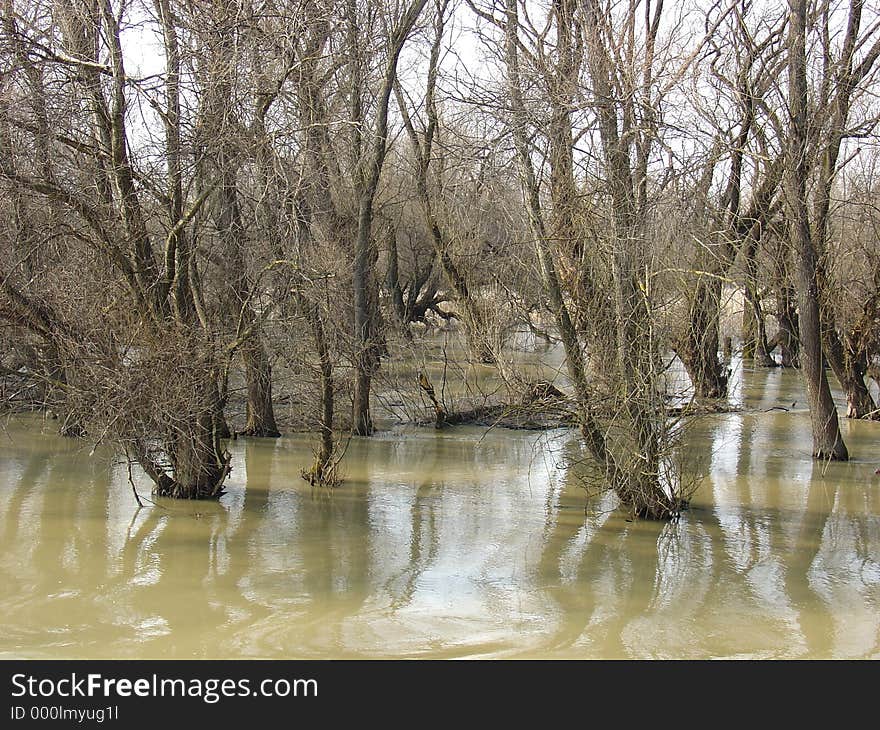 Unique Water Forest (Danube Delta)