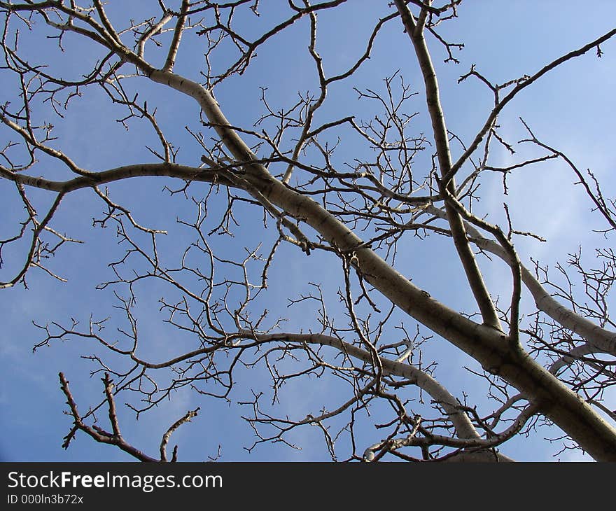 Branch Of A Tree. Branch Of A Tree