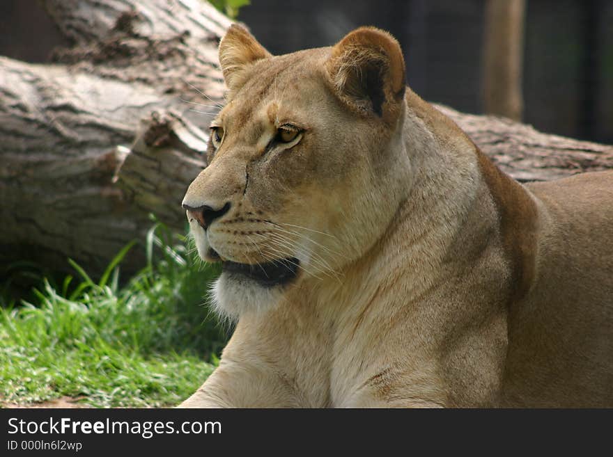 Lioness sitting down