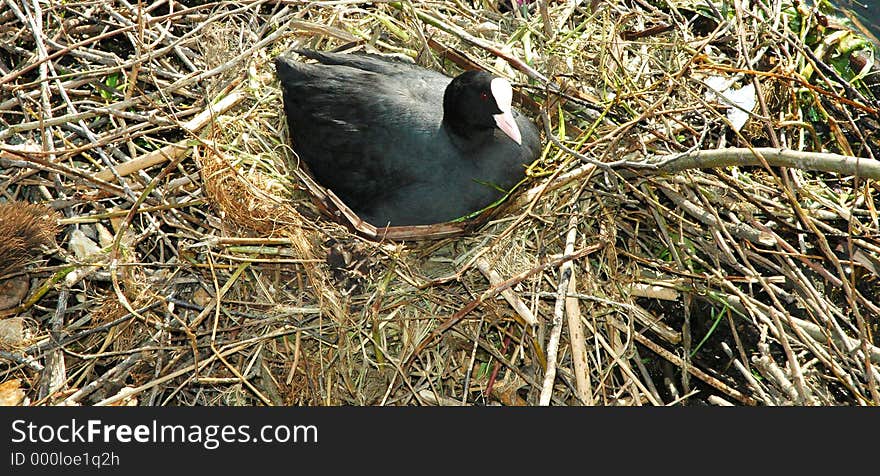 Nesting Coot