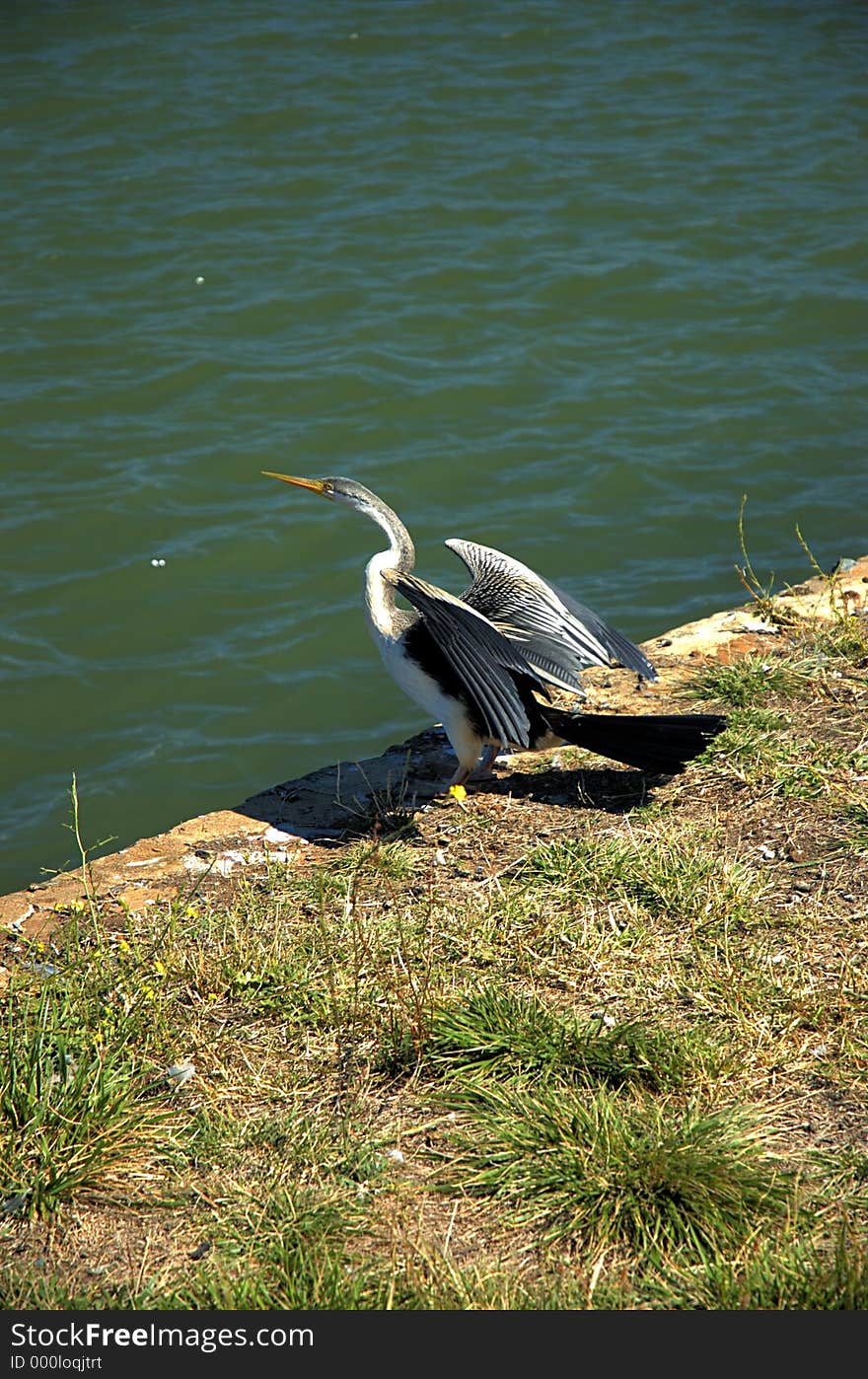 Egret