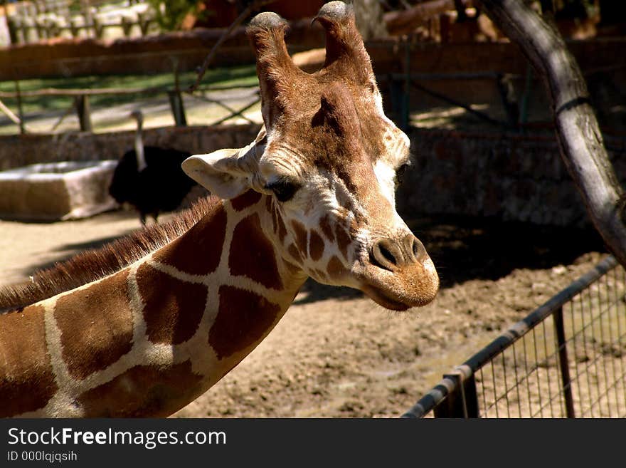 Giraffe from Leon guanajauto Zoo