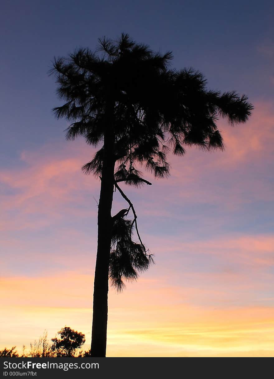 Filao tree over sunset; colour natural. Filao tree over sunset; colour natural