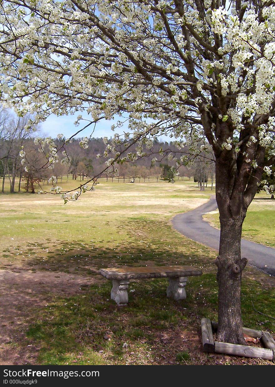 Tree & bench on a golf course. Tree & bench on a golf course