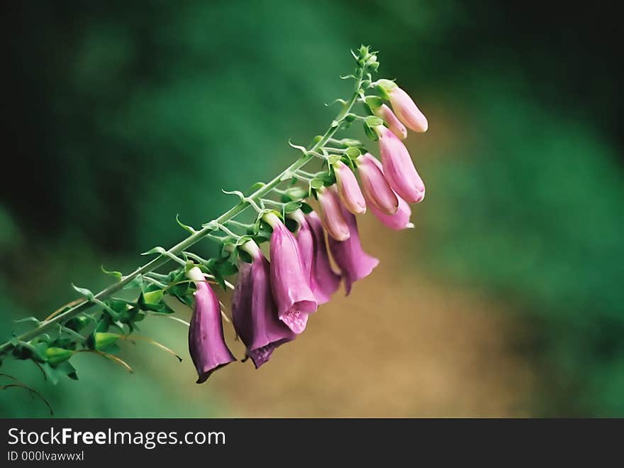 Close-up of an isolated Foxglove. Close-up of an isolated Foxglove