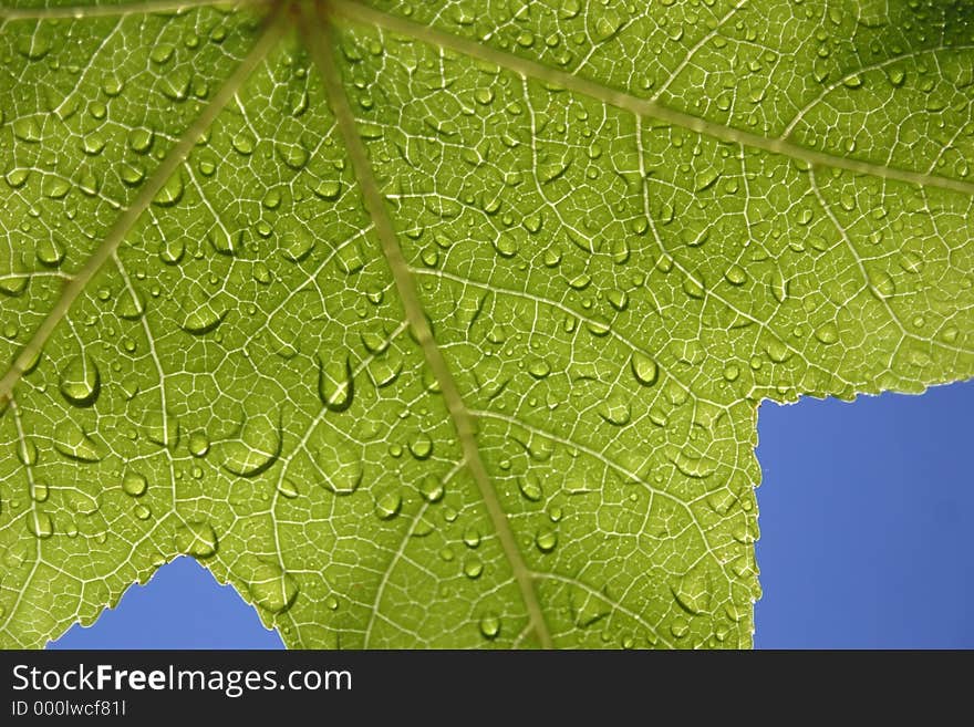 Leaf with water droplets