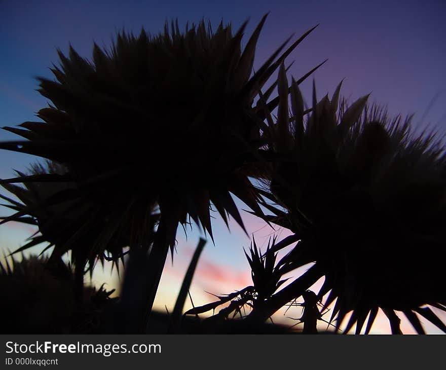 Silhouetted Flower. Silhouetted Flower