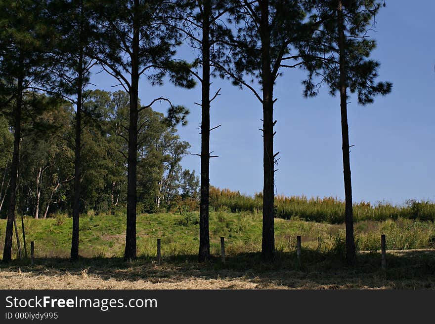 Trees against a blue sky in a rural setting. Trees against a blue sky in a rural setting