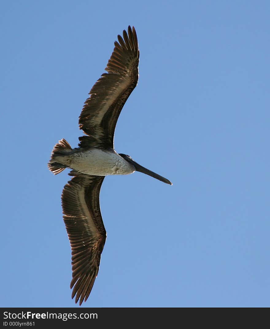 Pelican in Flight