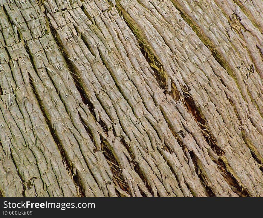 Macro of Palm Tree trunk. Macro of Palm Tree trunk