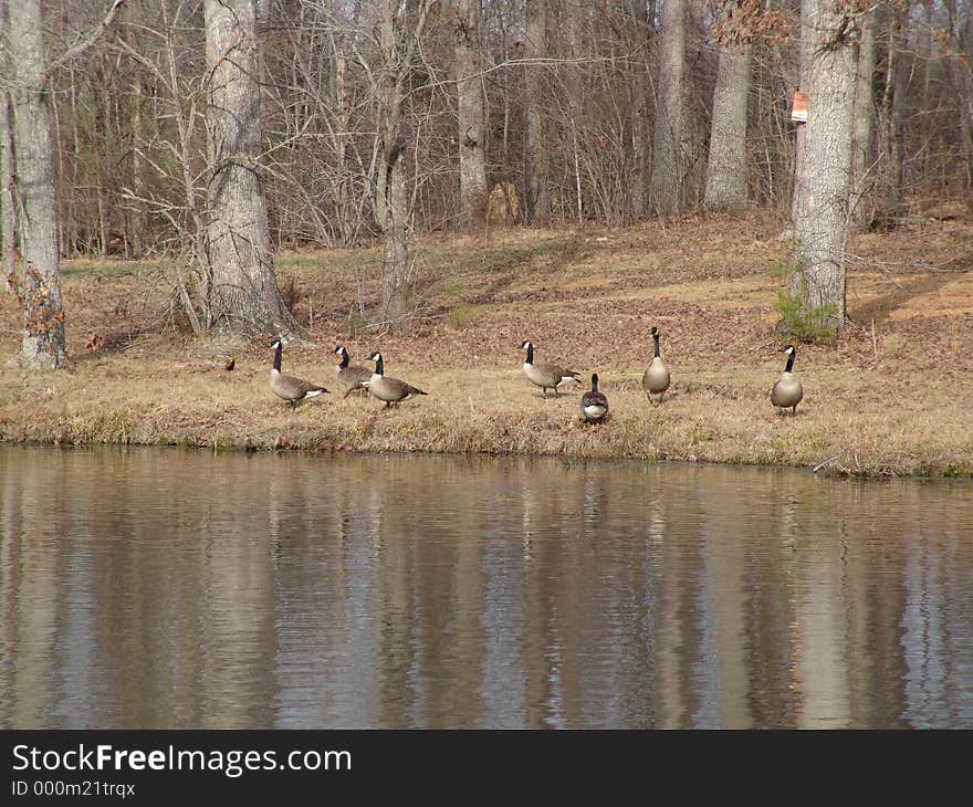 Geese