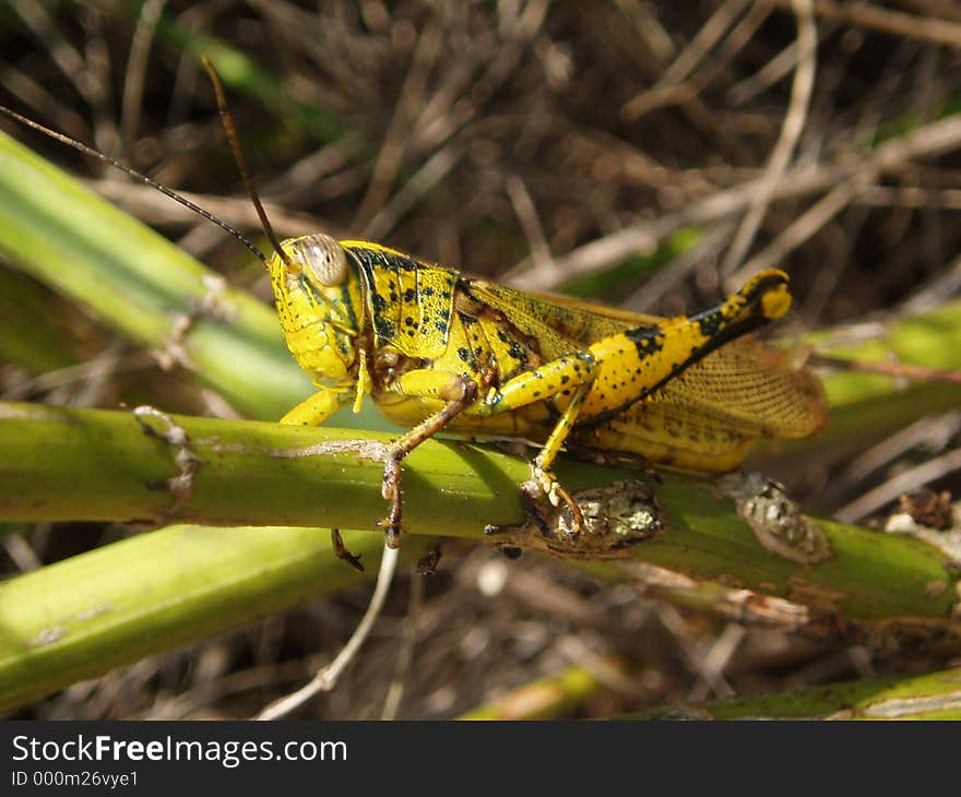 Grasshopper