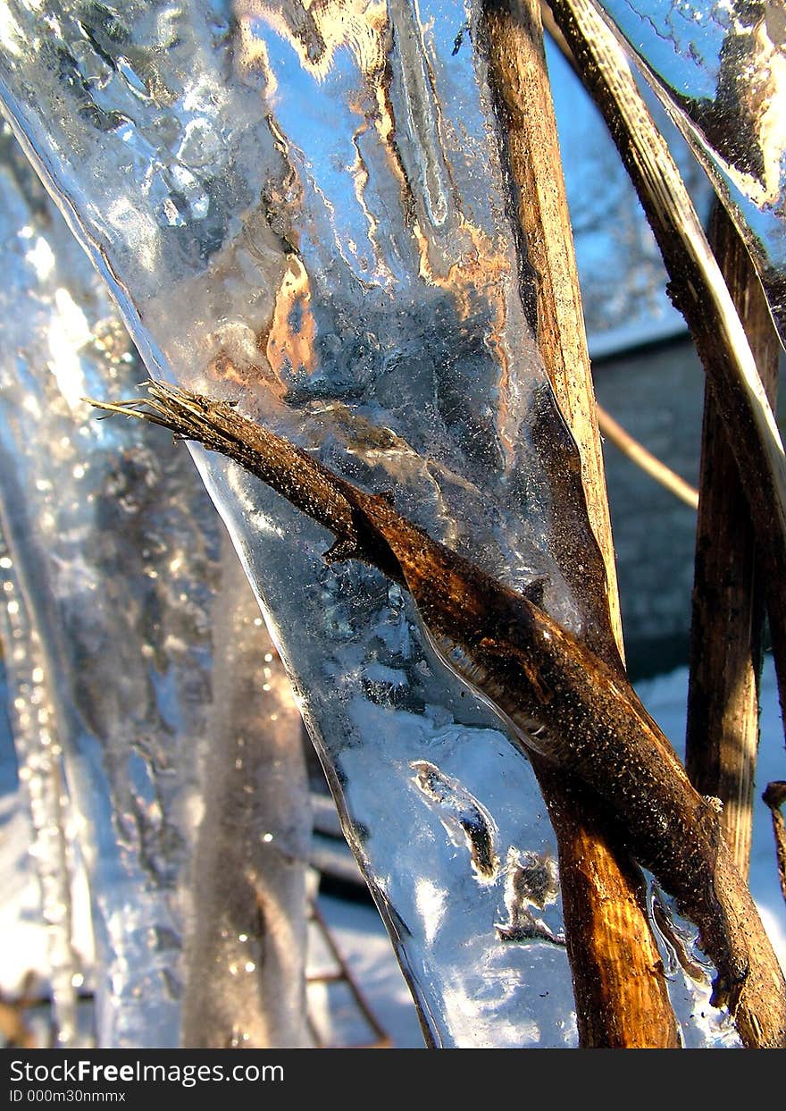 Big ice and plants inside. Big ice and plants inside