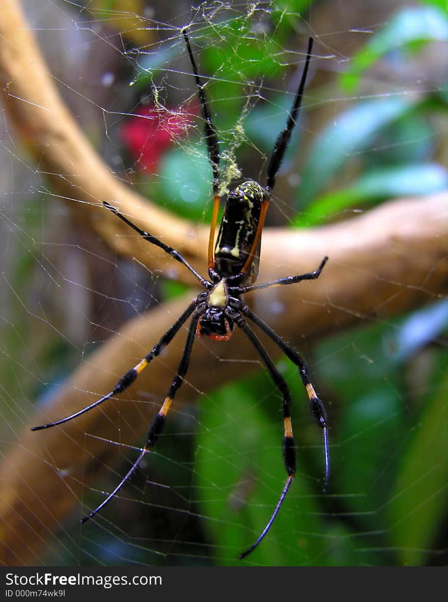 A large spider waiting in her net.