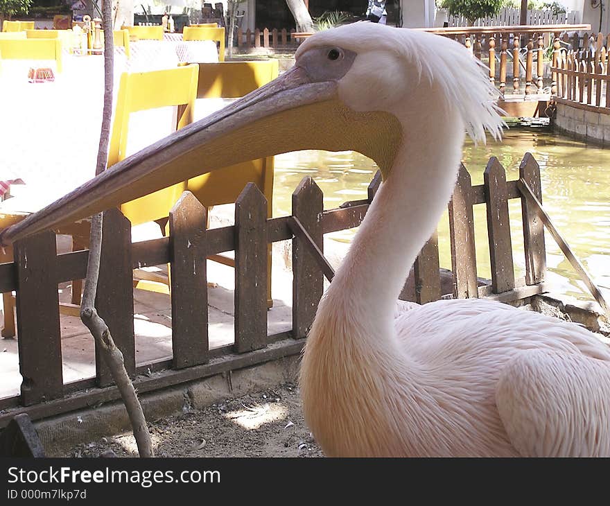 Pelican close up. Pelican close up