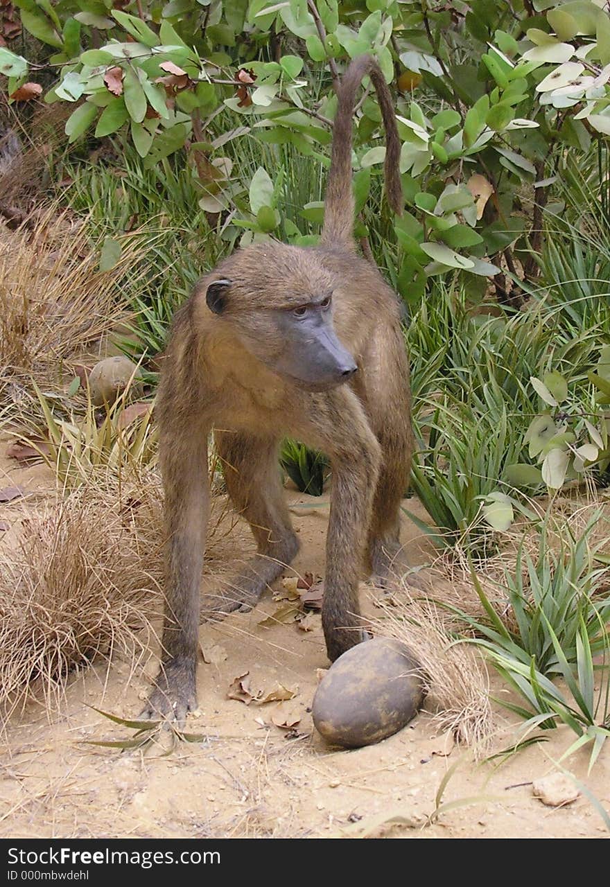 Who Has Stolen The Coconut