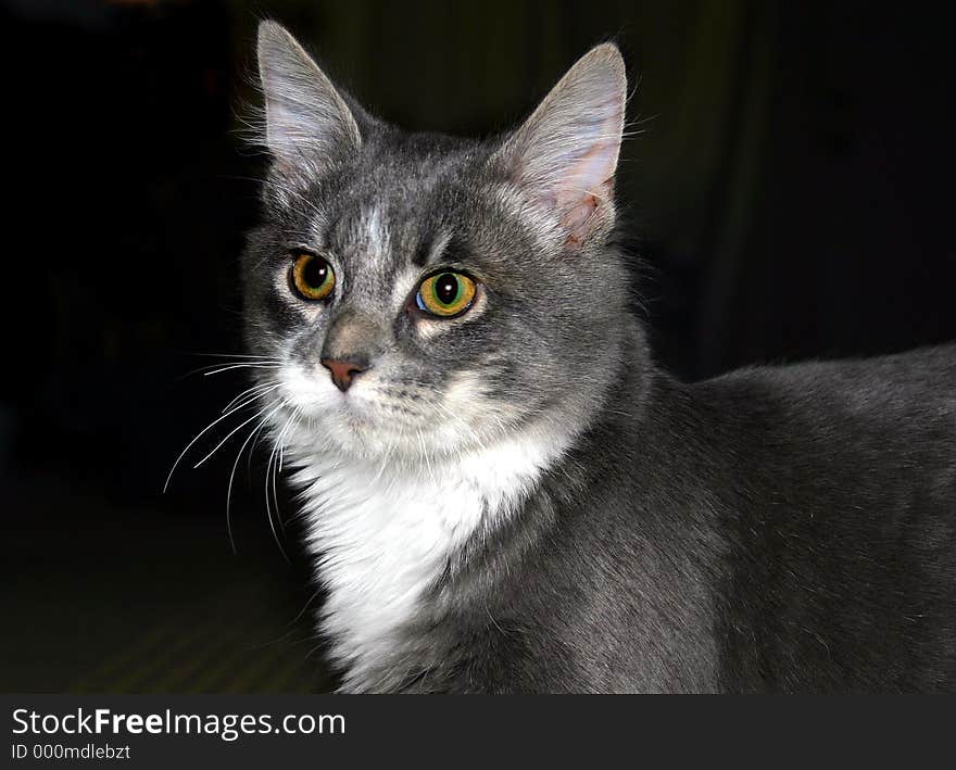 Gray kitty close up