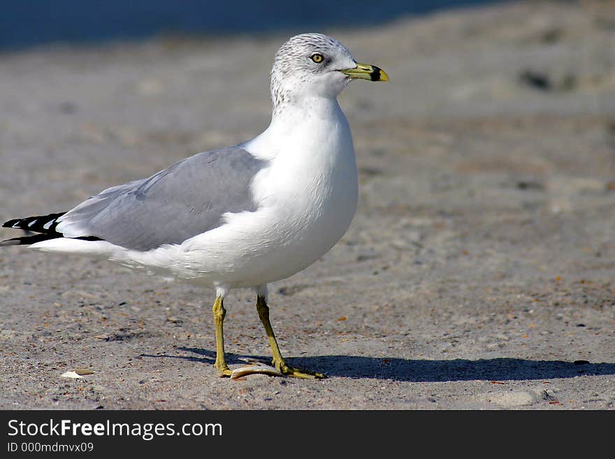 Sea gull