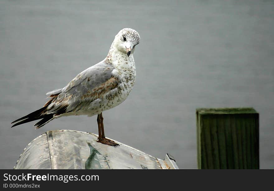 Gull tilting his head in a quizzical pose. Gull tilting his head in a quizzical pose