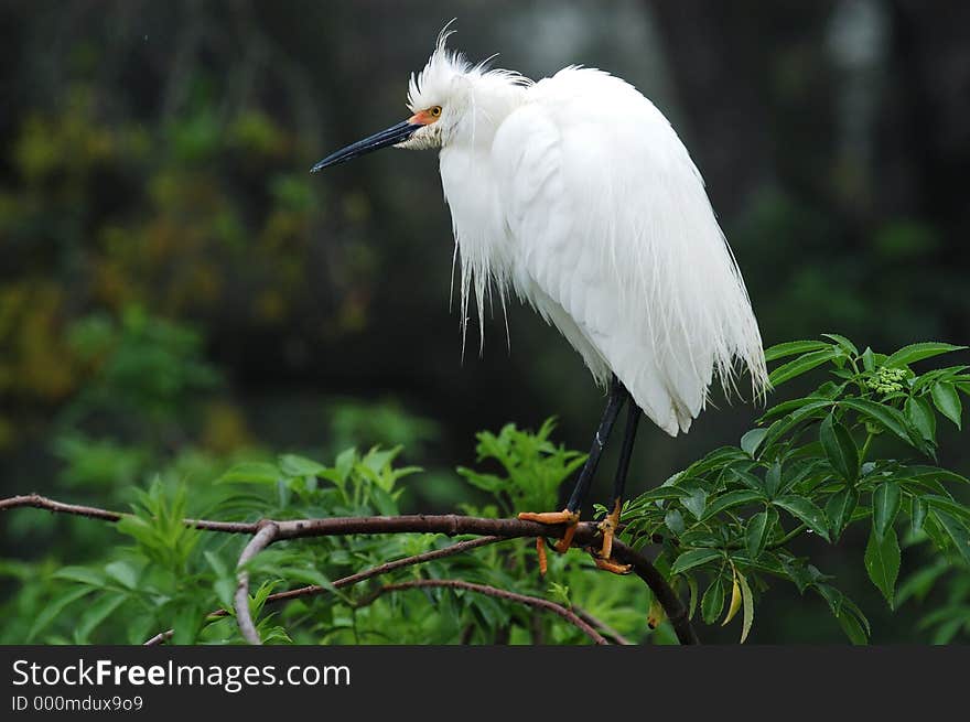 An egret observes his surroundings. An egret observes his surroundings.