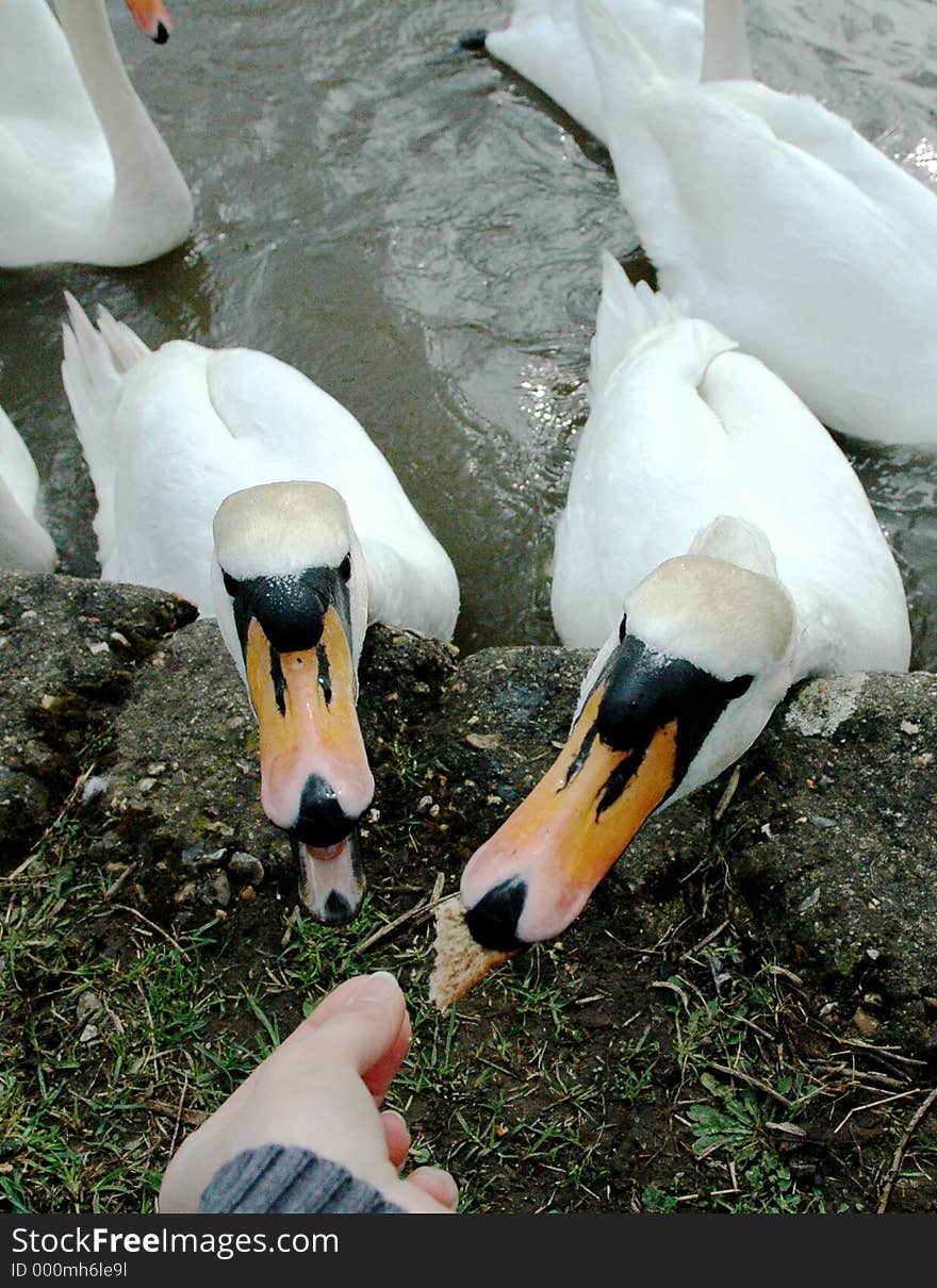 Feeding swans with bread. Feeding swans with bread