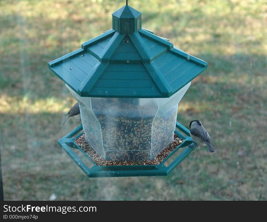 Bird Feeder