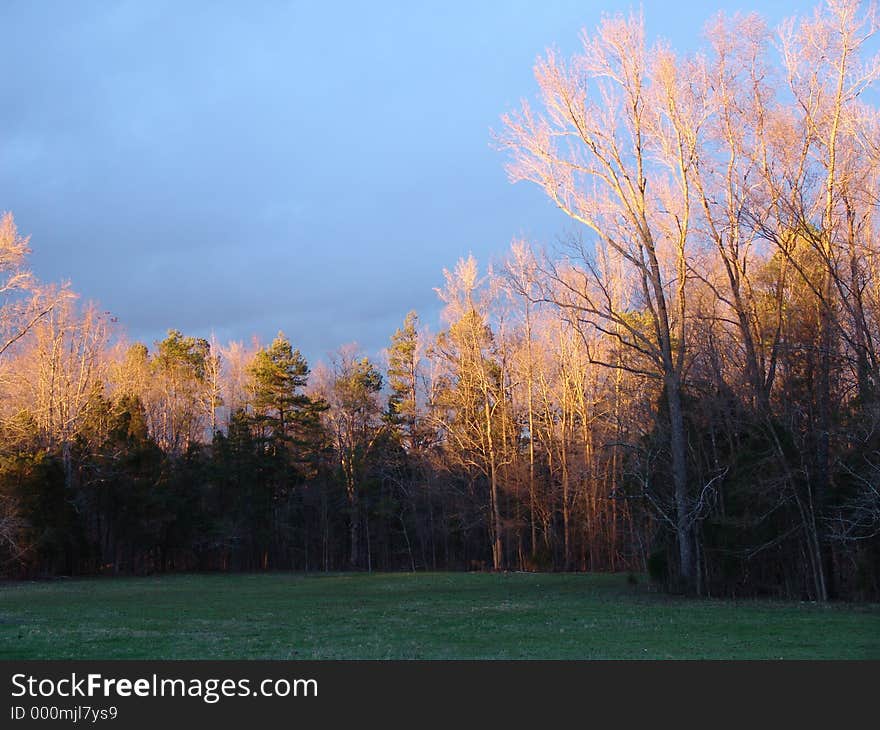 Sun setting on trees. Sun setting on trees