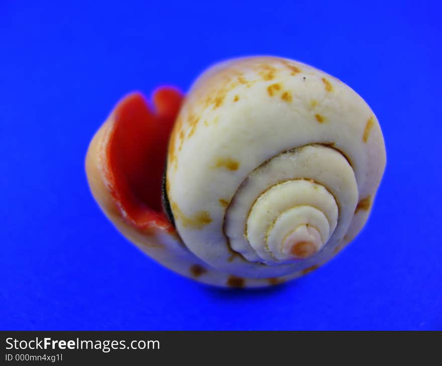 Isolated seashell macro, revealing an interesting swirl pattern and coloring. Isolated seashell macro, revealing an interesting swirl pattern and coloring.