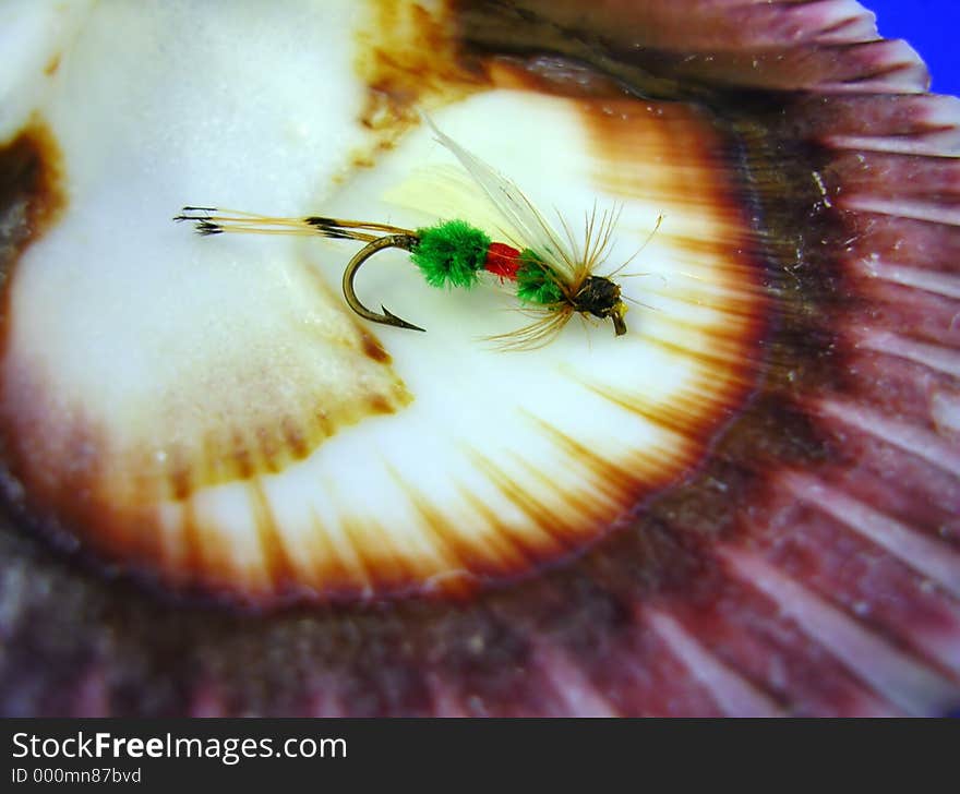 Macro image of a trout fly in a colorful shell. Macro image of a trout fly in a colorful shell.