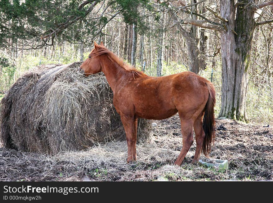 Breakfast Time Red Brown Horse