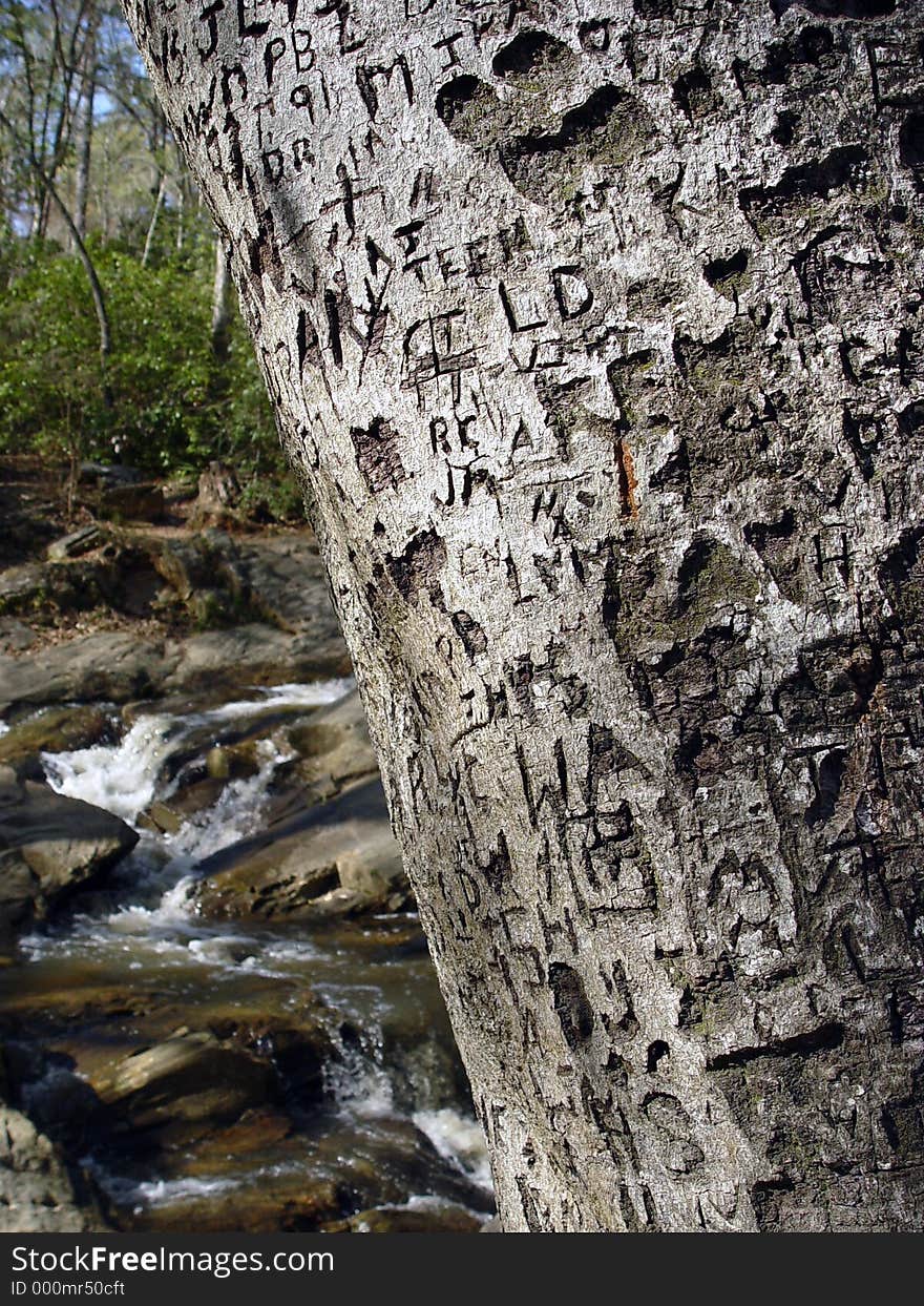 Scribed name and initials on a tree. Scribed name and initials on a tree