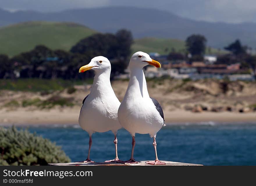 Two Seagulls Searching for Food