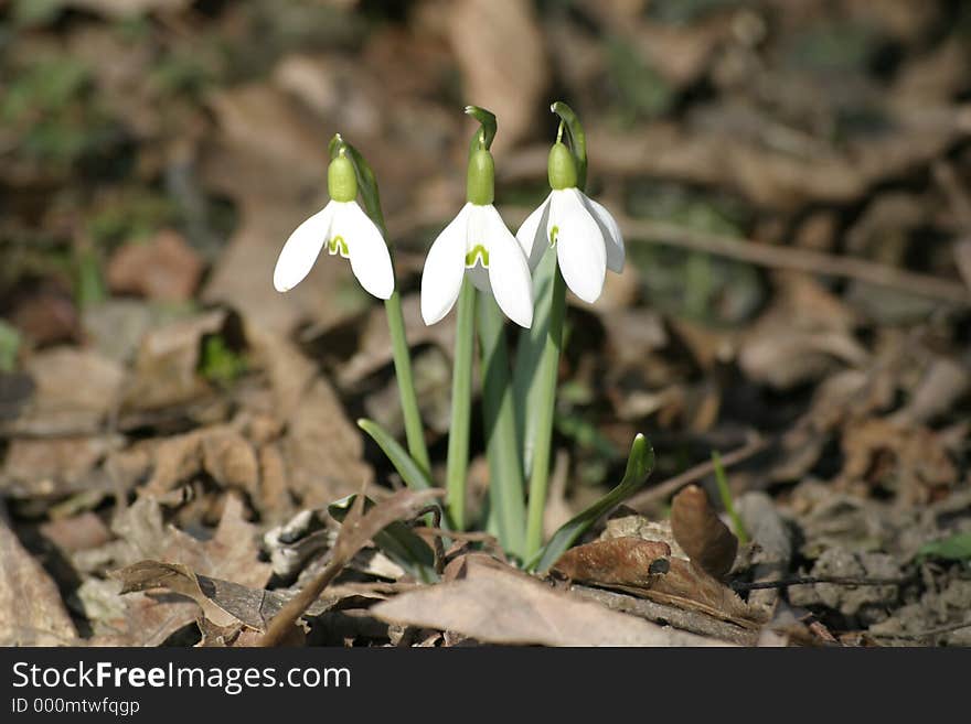 Snowdrop in the wood. Snowdrop in the wood