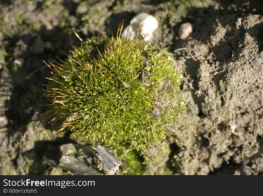 Moss in a wood