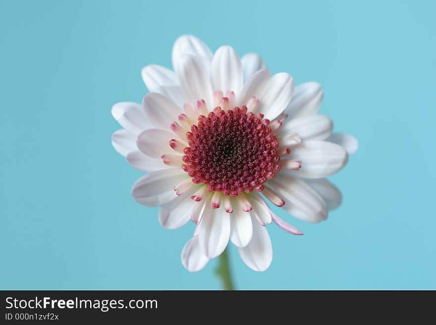 Single white chrysanthemum flower with red centre on a pale blue background, facing toward camera, stalk just visible. Single white chrysanthemum flower with red centre on a pale blue background, facing toward camera, stalk just visible