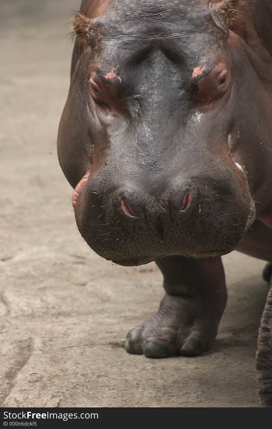 Hippo.