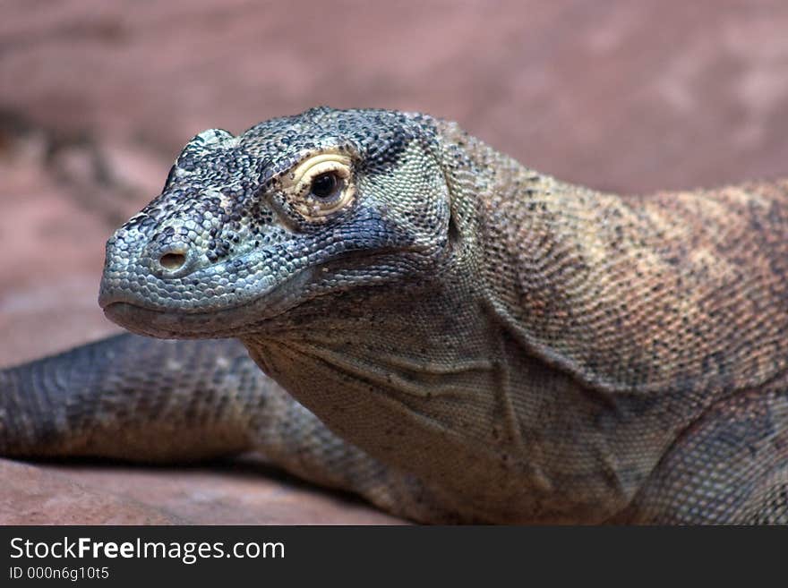 Nile Monitor Lizard