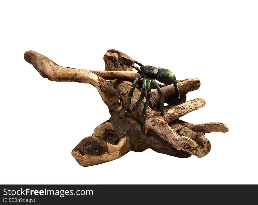 Tarantula on a piece of twisted root. Tarantula on a piece of twisted root