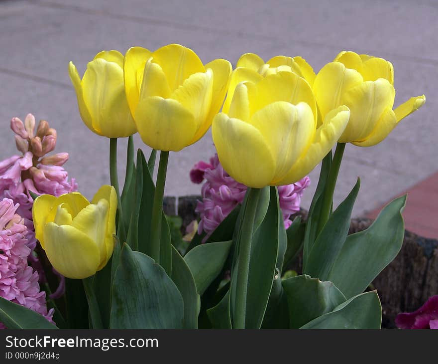 Yellow Tulips