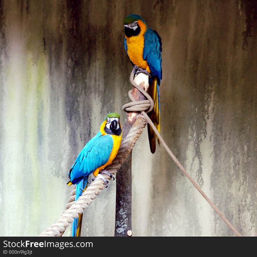 Two Blue and Gold Macawa,aviary Niagara Falls Canada. Two Blue and Gold Macawa,aviary Niagara Falls Canada