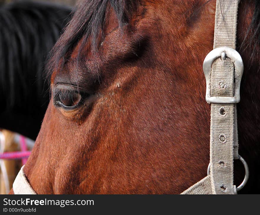 Close up of a horse's head