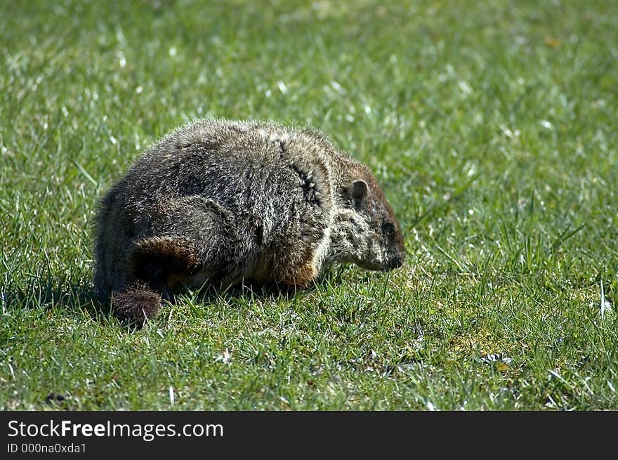 A ground hog grazes on grass in a field.