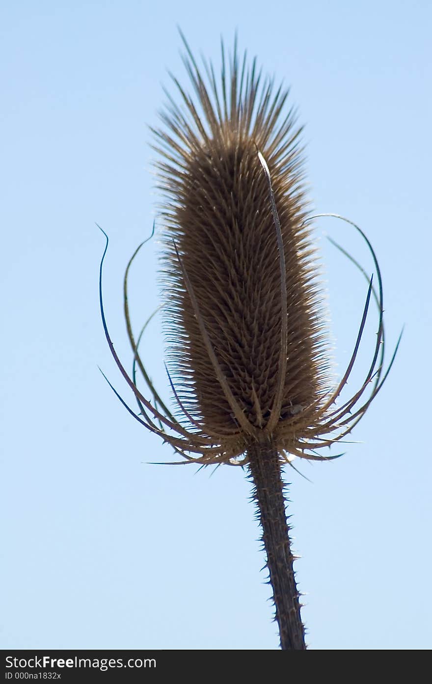 Brown Thistle