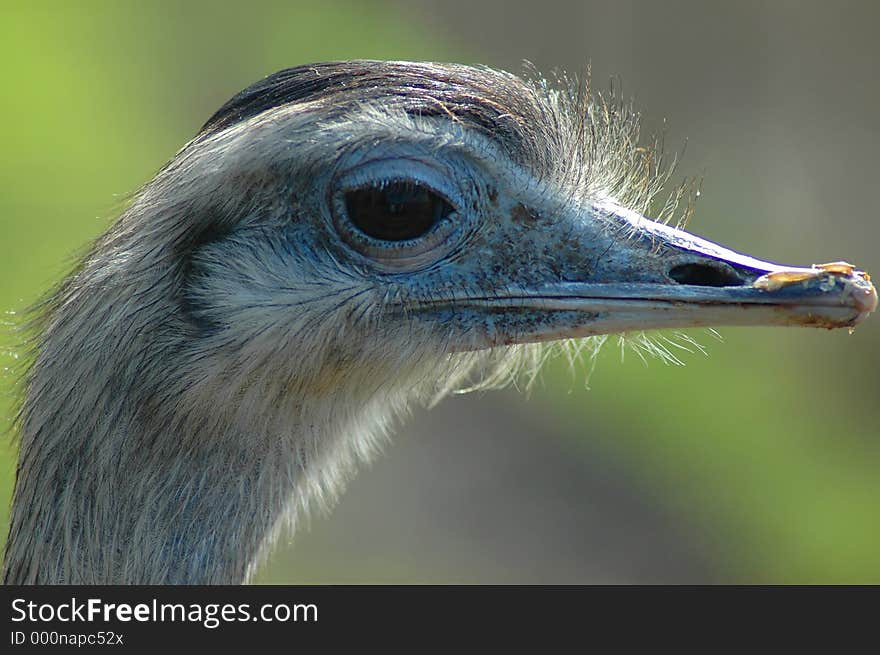 Extreme close up of emu