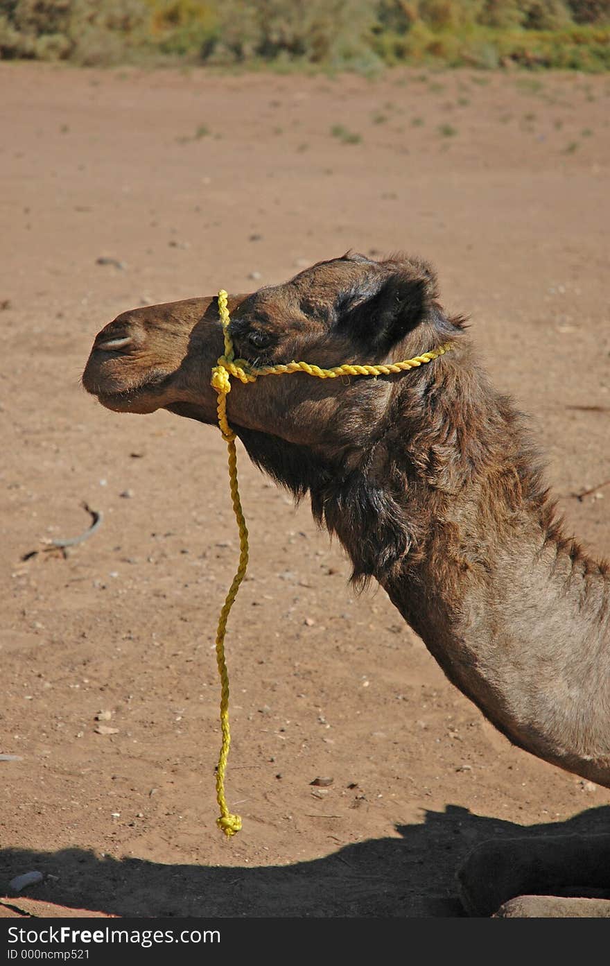 Camel with yellow rope