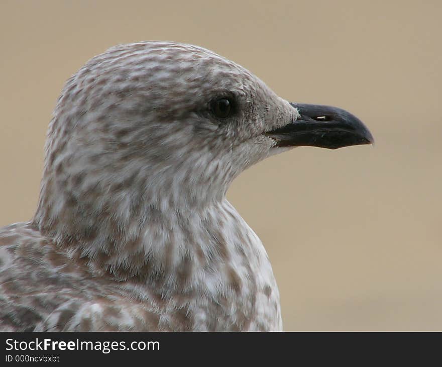 Seagull