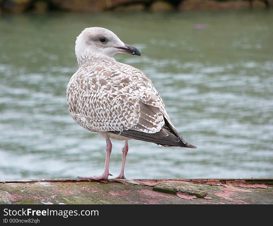 Seagull